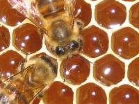 Bienen beim Honig einlagern