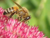 Biene beim Nektar sammeln