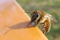 Biene beim Wasser holen